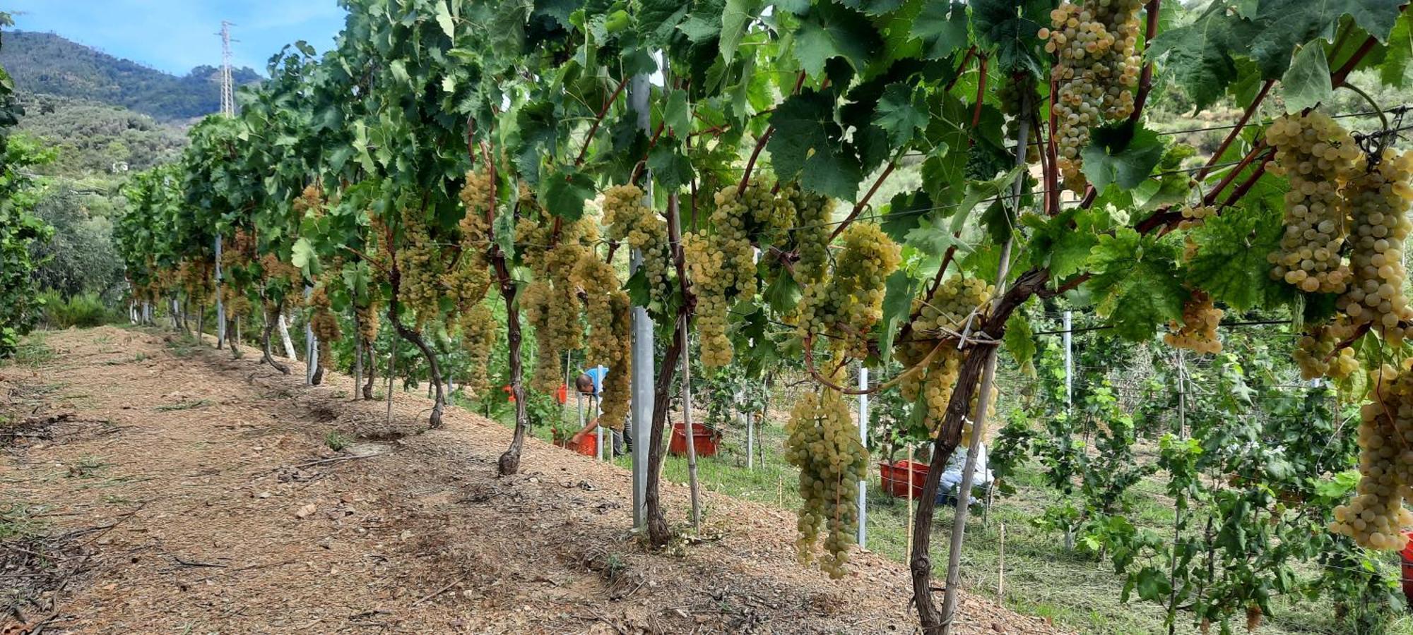 Agriturismo La Collina Verde Λεβάντο Εξωτερικό φωτογραφία