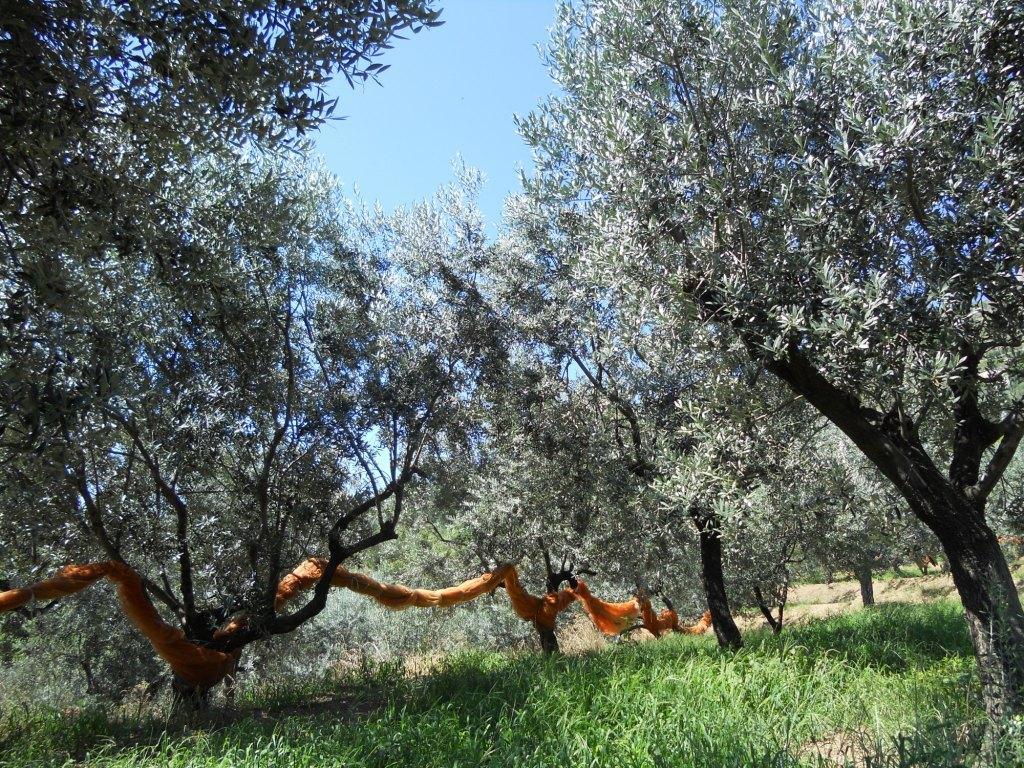 Agriturismo La Collina Verde Λεβάντο Εξωτερικό φωτογραφία